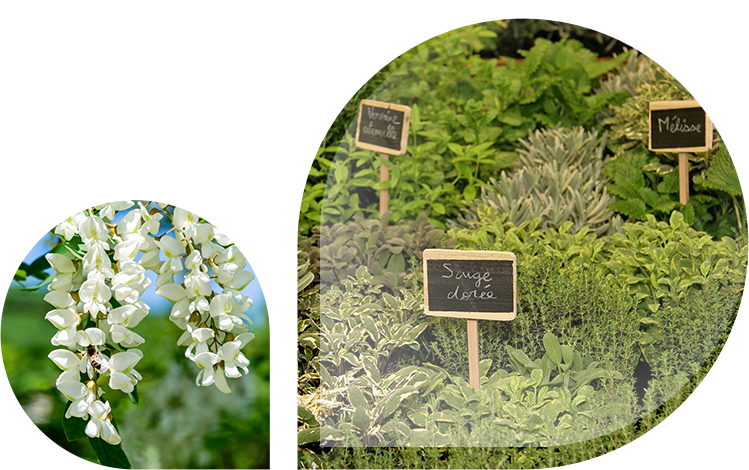 catégorie Miels floraux et aromatiques