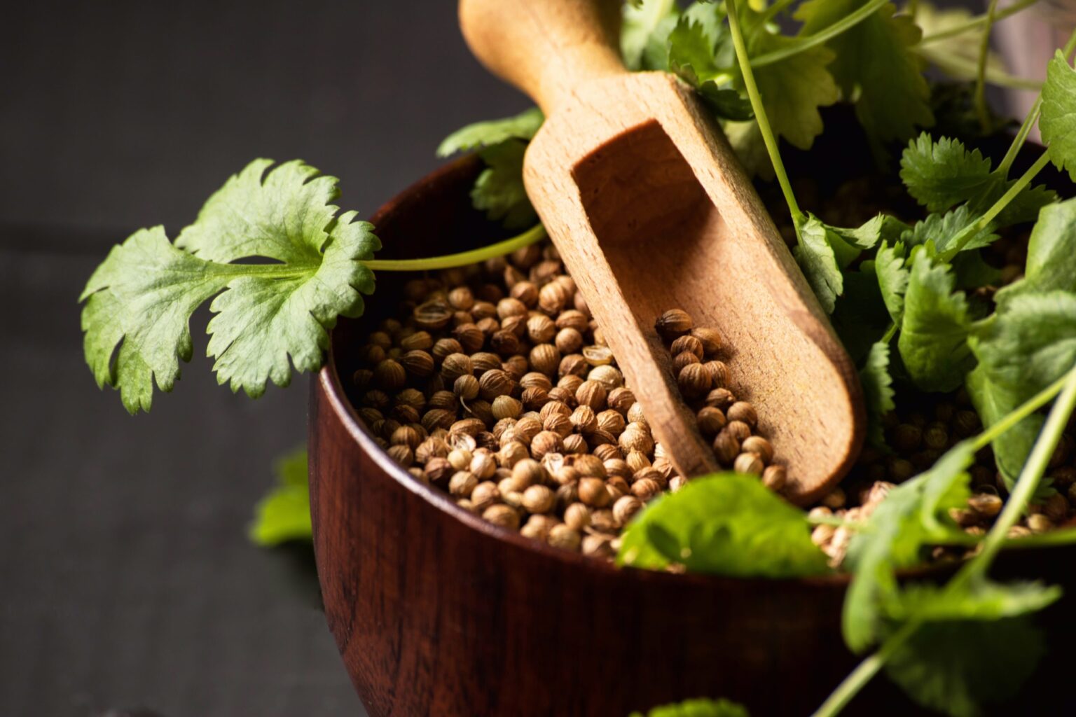 GRAINES DE CORIANDRE