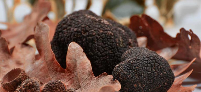 truffe noire
