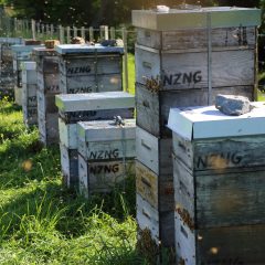 Beehive-4