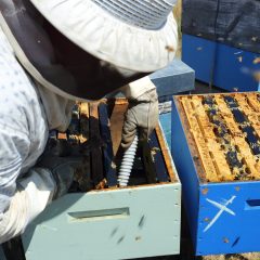 Beekeeper-6